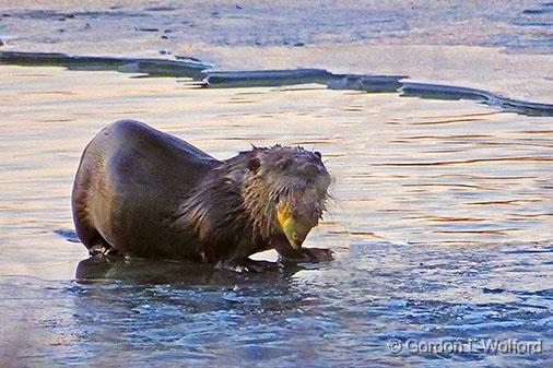 Otter With Breakfast_DSCF00081.jpg - Photographed near Kilmarnock, Ontario, Canada.